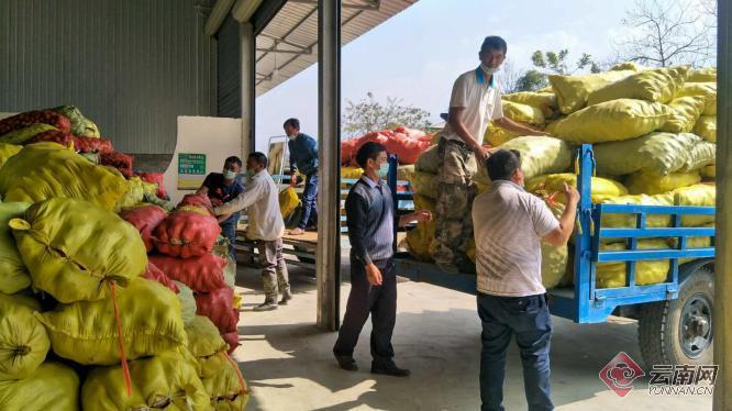 盈江土豆行情動(dòng)態(tài)，種植希望，收獲自信與成就