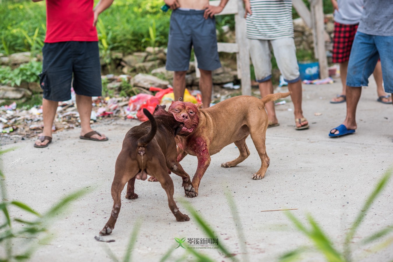 玉林斗狗風(fēng)采，小巷深處的獨(dú)特風(fēng)情展