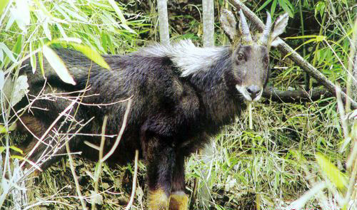 921212cc四不像鳳凰,專家解說解釋定義_XDL10.650DIY工具版