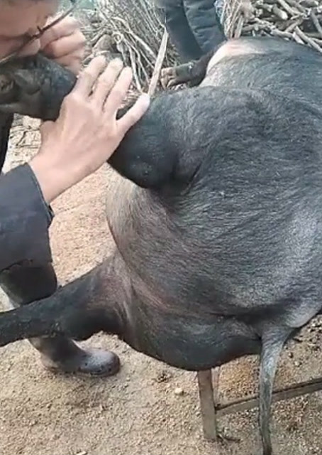 豬圈中的歡樂(lè)時(shí)刻，最新吹豬視頻集錦