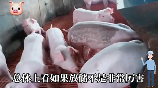 最新閹豬技巧步驟指南，專業(yè)方法與實(shí)用操作指南