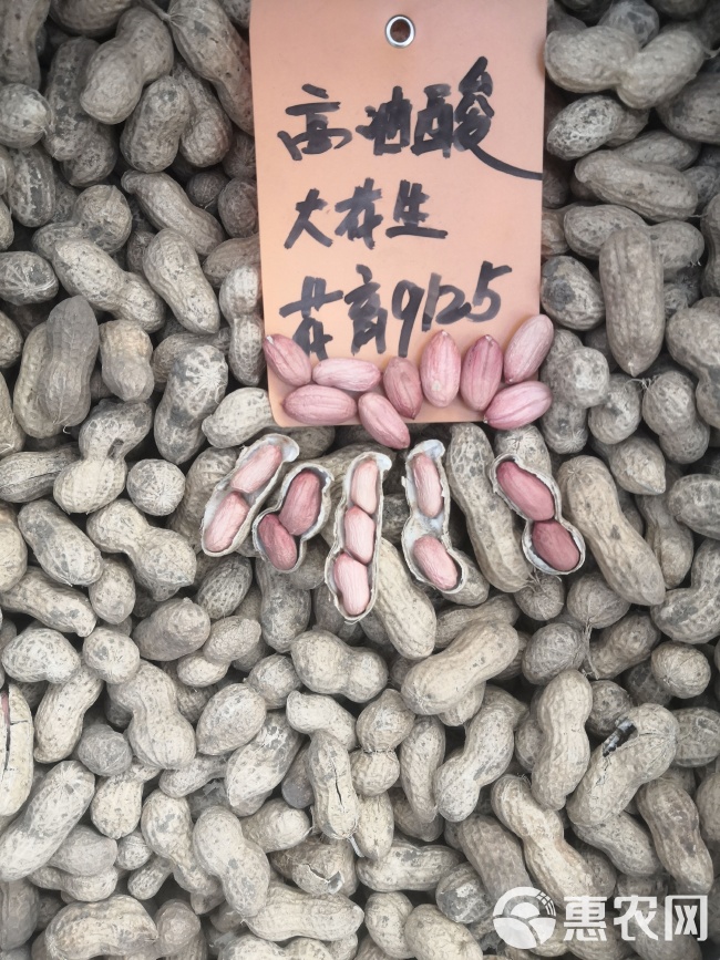 最新花生品種，小巷中的隱秘寶藏發(fā)現(xiàn)