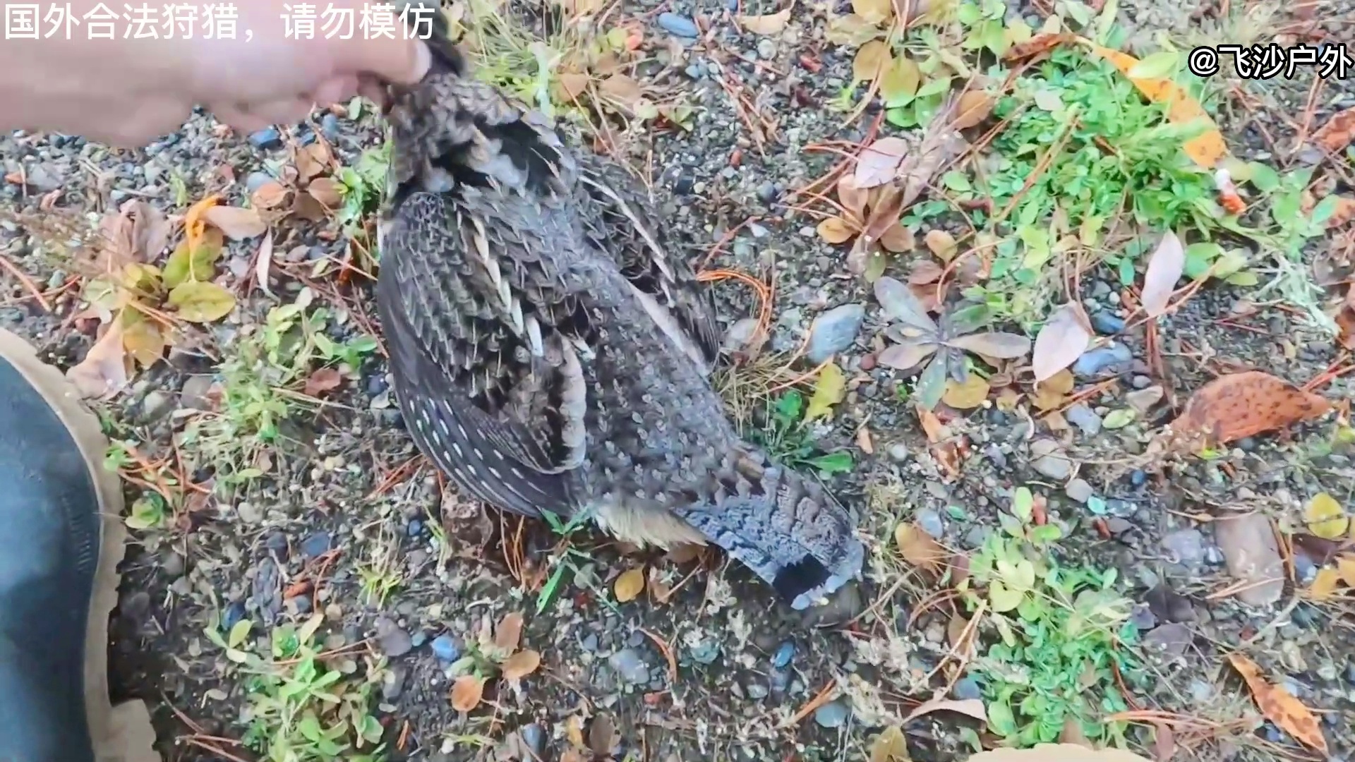 最新國(guó)外彈弓圖片集錦，自然美景的探索之旅
