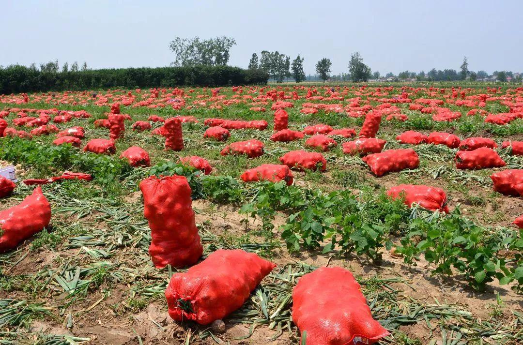 金鄉(xiāng)洋蔥出庫(kù)最新價(jià)格，獲取與了解的步驟指南