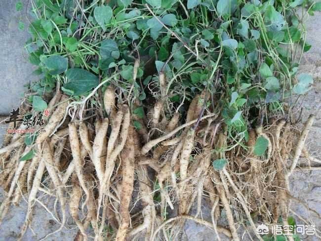 甘肅黨參最新價(jià)格動(dòng)態(tài)，市場走勢與影響因素分析