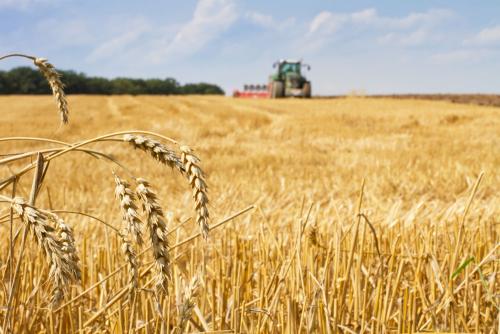 鶴壁小麥最新行情，科技引領(lǐng)農(nóng)業(yè)新時(shí)代，市場(chǎng)智能體驗(yàn)新篇章