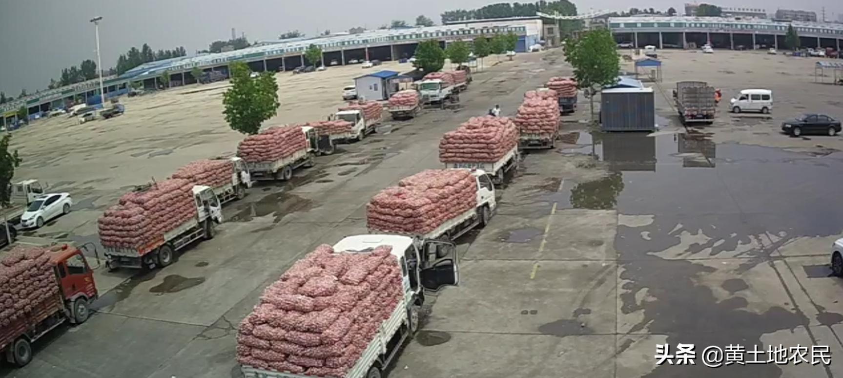 國際大蒜價格實時更新，最新行情概覽