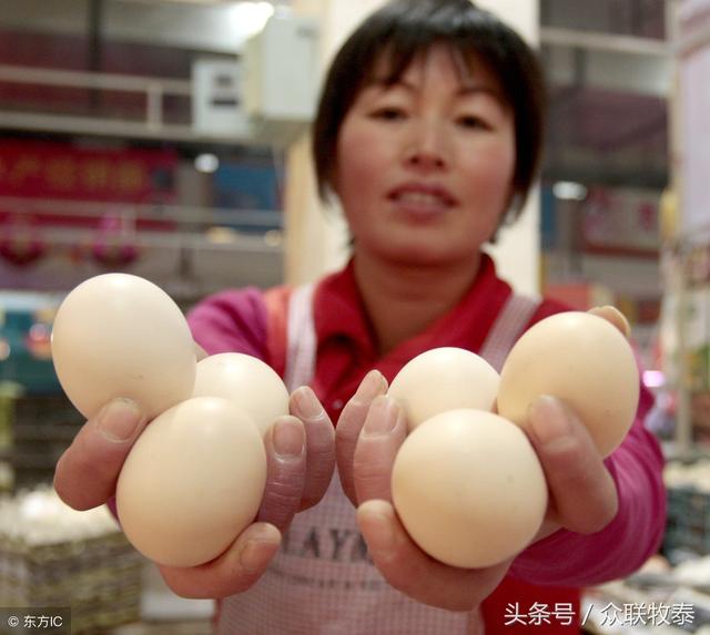 周口雞蛋今日最新價格，勵志故事背后的雞蛋價值探索