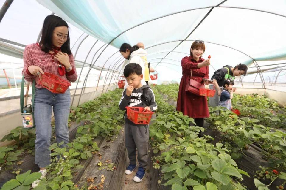 灃西新城馬王發(fā)展雙刃劍效應(yīng)，最新消息與影響分析