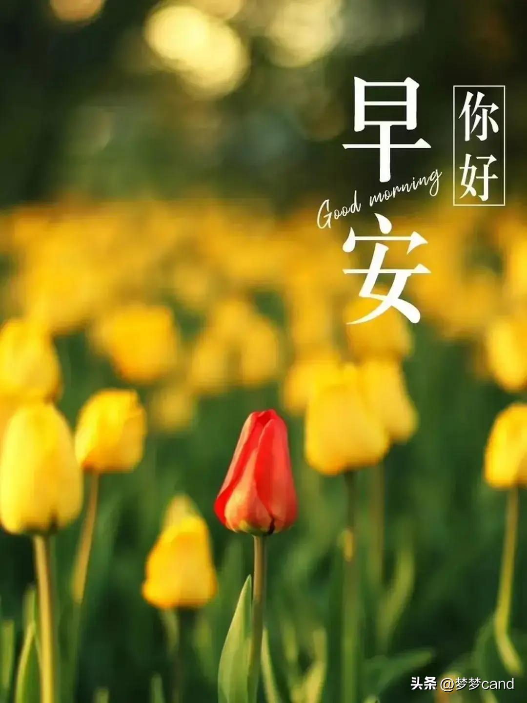 2024年天天彩資料免費大全,策略規(guī)劃_設(shè)計師版81.158