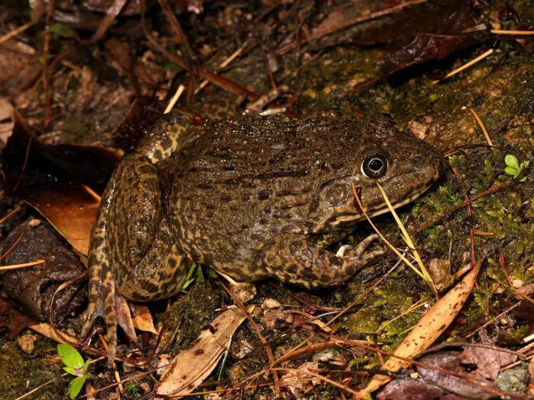 兩棲蛙蛙下載最新版，溫馨的蛙蛙奇遇之旅