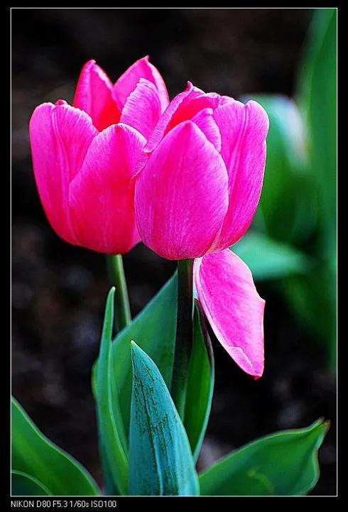 最新郁金香，小巷深處的芬芳馥郁之美