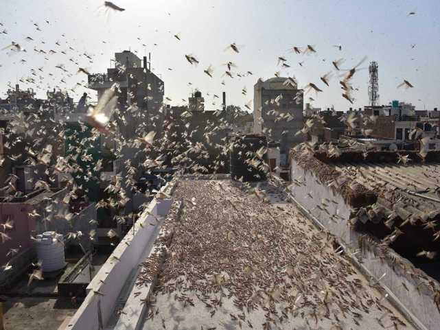 蝗蟲最新動態(tài)，蟲群變化學習之旅，自信與成就感的伴隨成長