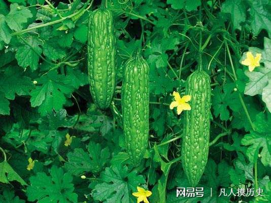 苦瓜最新網(wǎng)站，探索自然美景，尋找內(nèi)心寧靜的輕松之旅