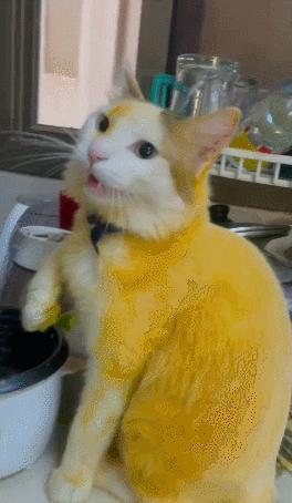 男友最新動態(tài)，科技巔峰之作，引領(lǐng)未來生活新紀(jì)元風(fēng)潮