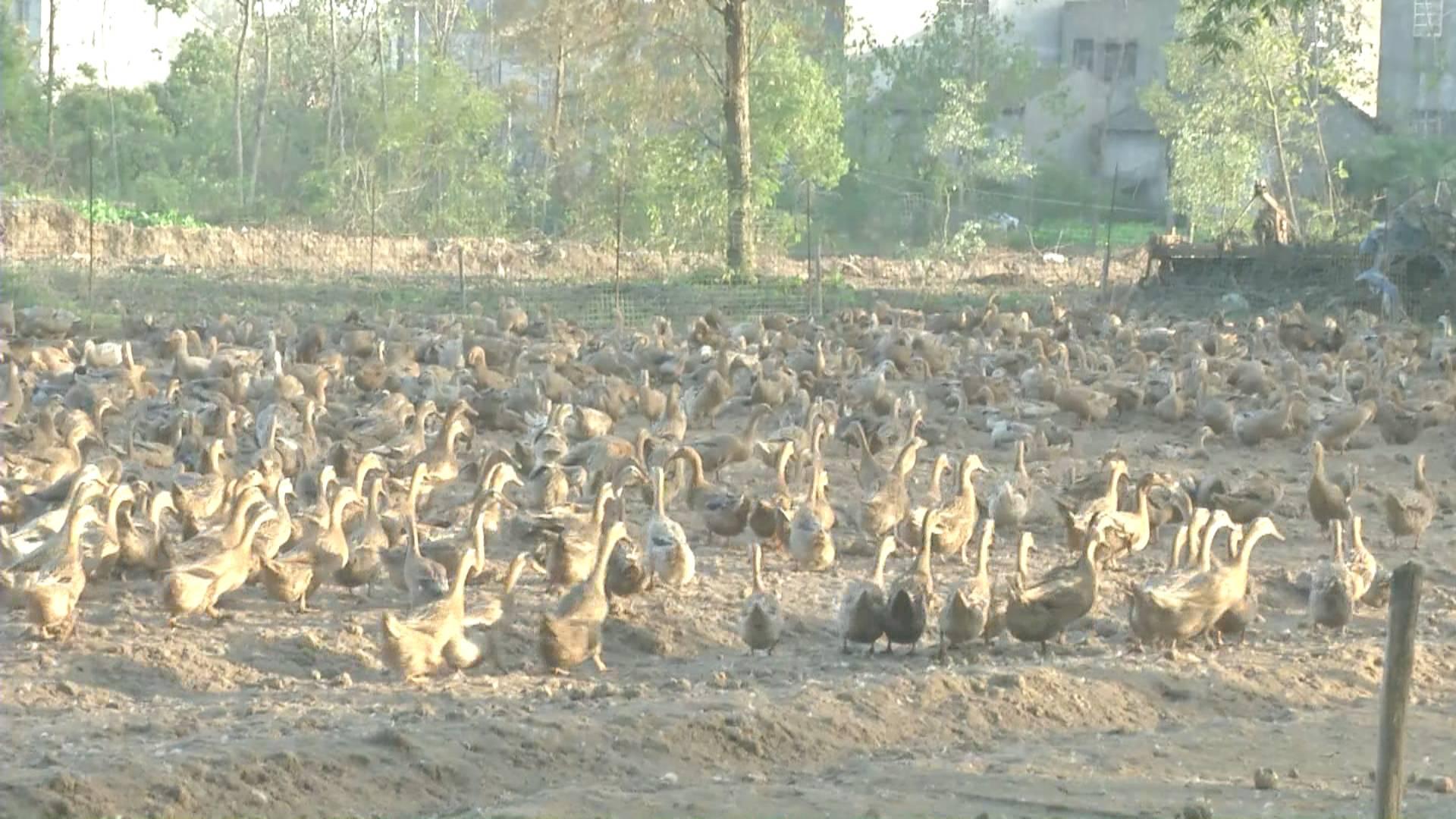 鴨蛋行情網(wǎng)，科技引領(lǐng)鴨蛋市場(chǎng)新時(shí)代