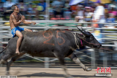 騎水牛比賽，傳統(tǒng)競技的魅力與爭議展現(xiàn)