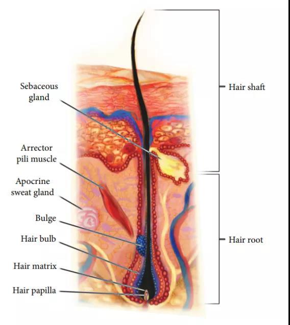 橫紋肌樣瘤最新治療技術(shù)，小巷深處的生命曙光