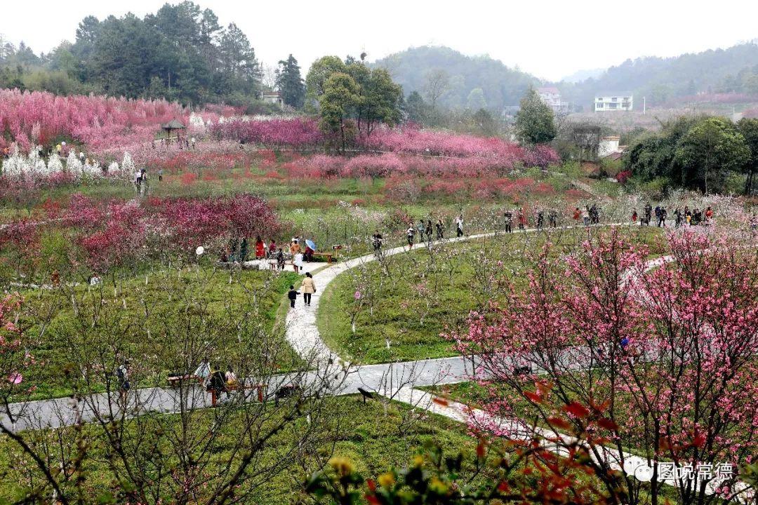 常德最新疫情動(dòng)態(tài)步驟指南，初學(xué)者與進(jìn)階用戶必讀