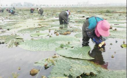 王碼五最新版，鍵盤上的友情與家的溫馨體驗