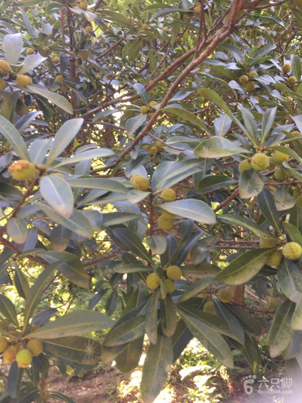 橫河大山搬遷最新動態(tài)，力量重塑與未來希望