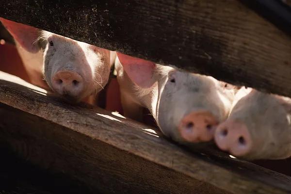 全國(guó)生豬市場(chǎng)價(jià)格動(dòng)態(tài)，變化中的機(jī)遇與挑戰(zhàn)的旅程