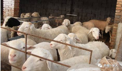 內(nèi)蒙古活羊價(jià)格指南，如何了解與評估羊只價(jià)值