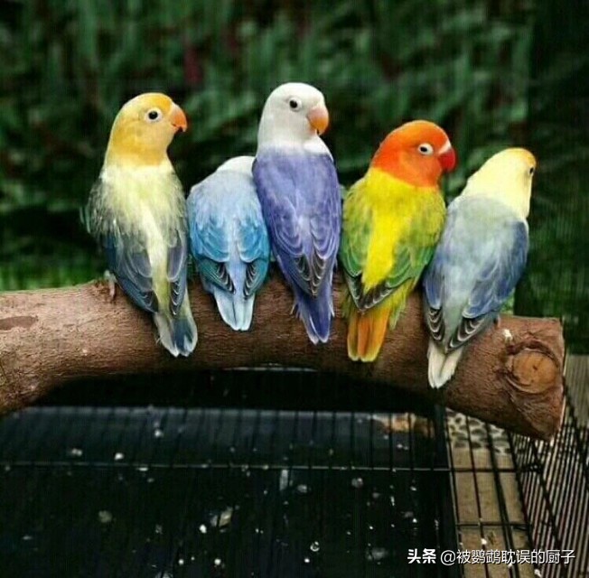 牡丹鸚鵡最新報(bào)價(jià)，市場走勢分析與選購指南