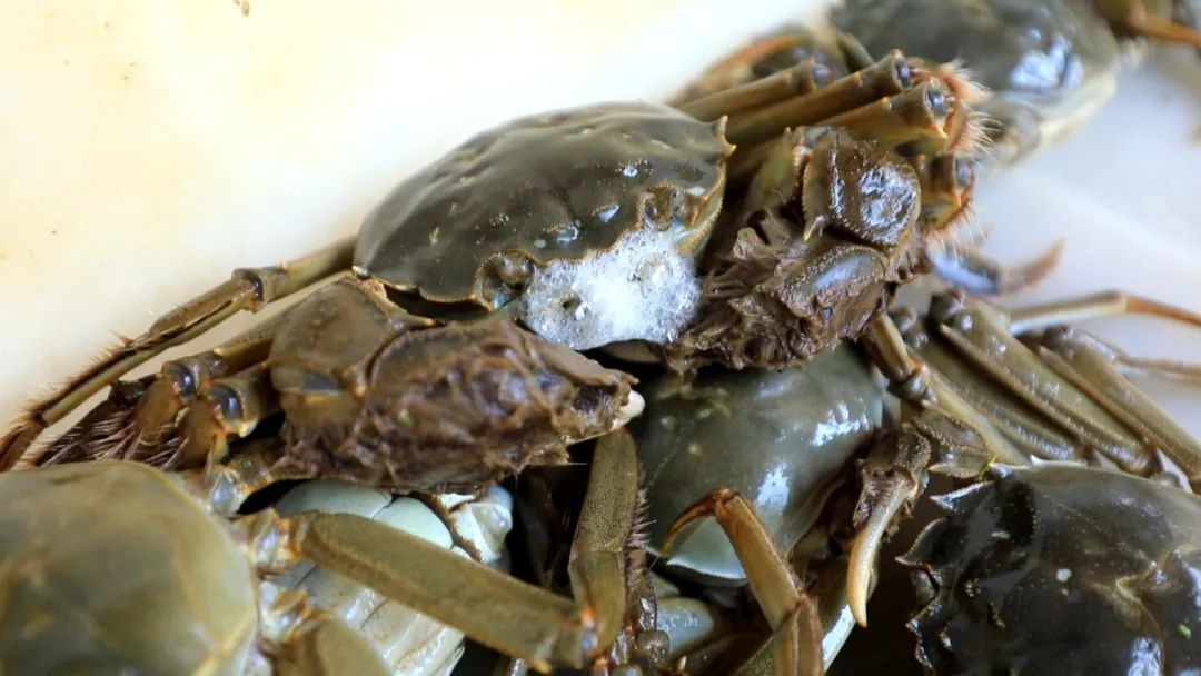 最新蟹類養(yǎng)殖技術(shù),最新蟹類養(yǎng)殖技術(shù)——科技重塑水生世界，開啟蟹類養(yǎng)殖新紀(jì)元