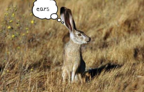 最新夜間捕獵兔子視頻，揭秘夜間捕兔三大要點(diǎn)深度解析