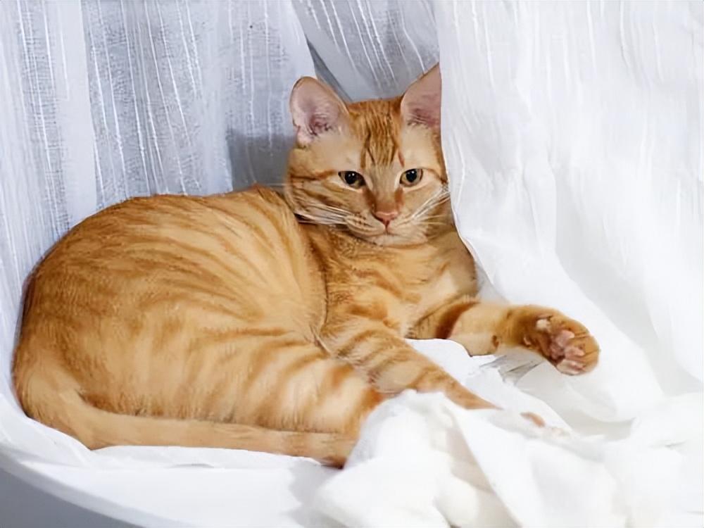 貓品種與價(jià)格，一場(chǎng)自然美景的探尋之旅