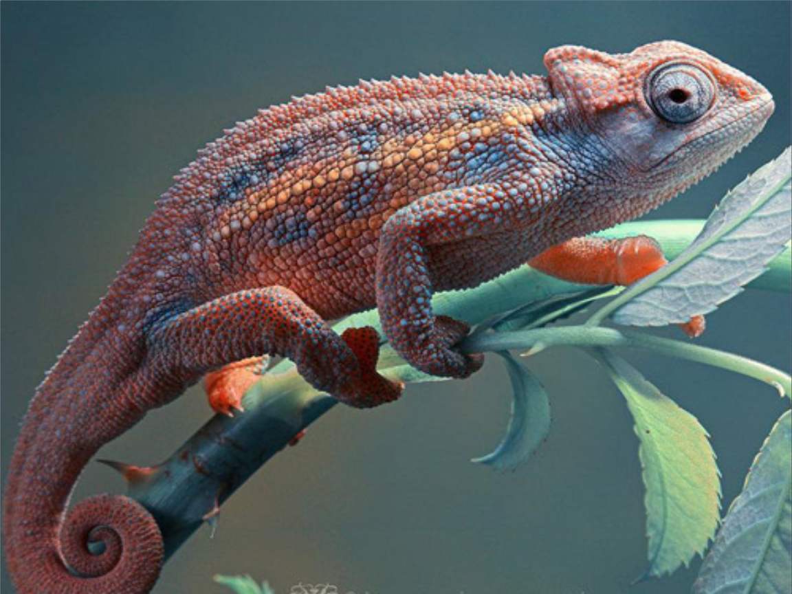 全新版變色龍，小巷中的神秘瑰寶