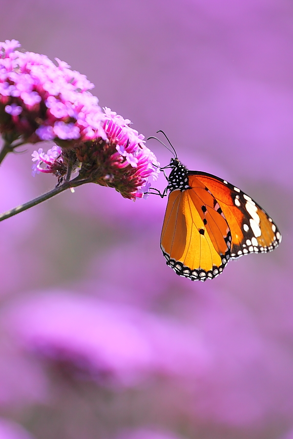 紫蝶舞動(dòng)新篇章，任務(wù)完成與技能學(xué)習(xí)指南