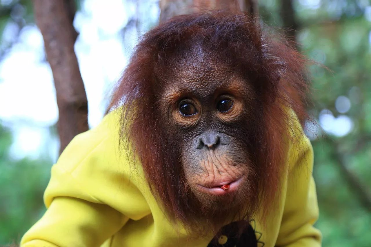 科技重塑人與自然和諧交響，動物大明星的交響樂章