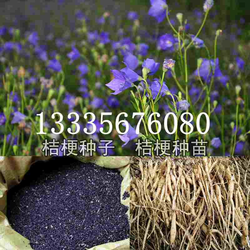 桔梗種子價格揭秘，成長旅程與自信綻放之路