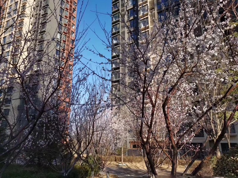 燕郊房?jī)r(jià)動(dòng)態(tài)更新，科技引領(lǐng)房產(chǎn)新紀(jì)元，最新資訊速遞