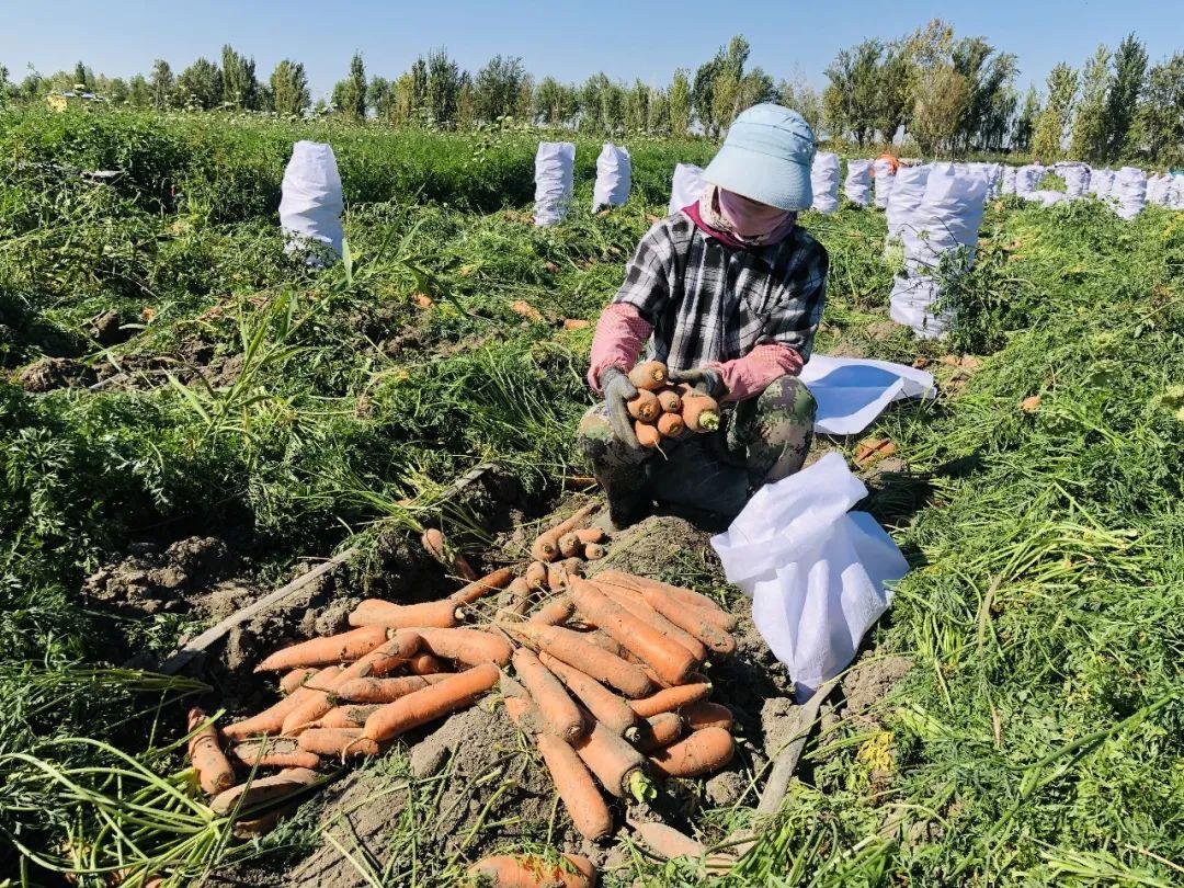 胡蘿卜最新市場價格概覽，最新市場價格指南