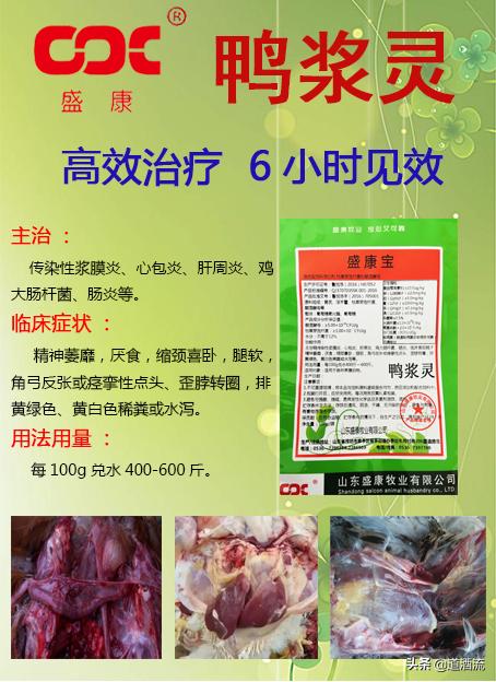 現(xiàn)在鴨苗行情詳解，選購、養(yǎng)殖與盈利的全方位指南