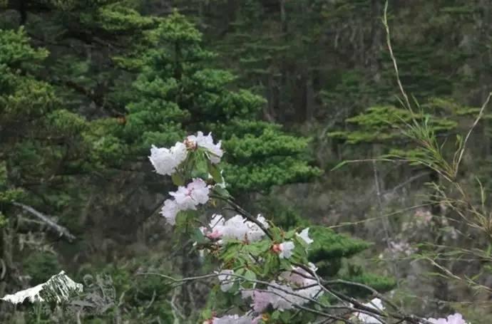 雨崩最新美景圖，探索與欣賞的詳細步驟指南，美不勝收！