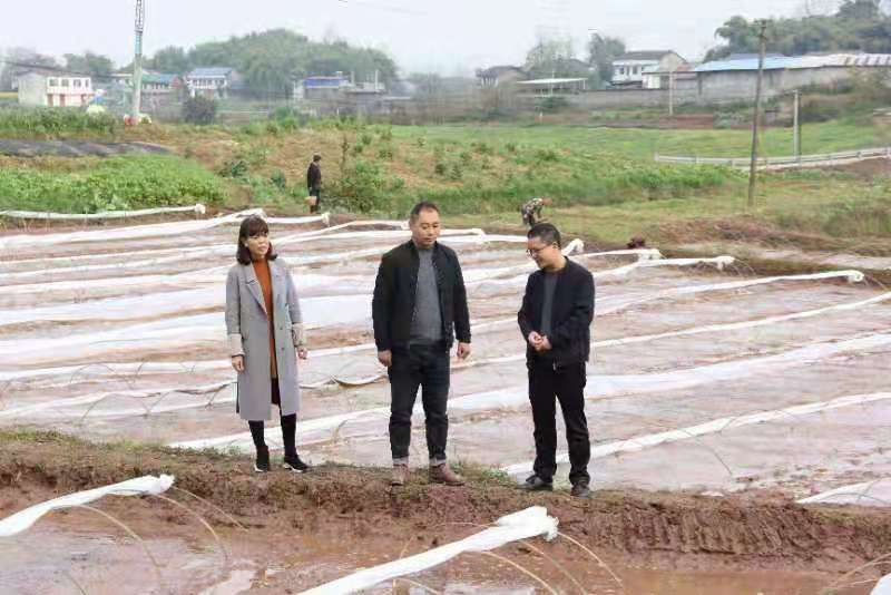 合川土場最新動態(tài)更新，今日最新資訊速遞