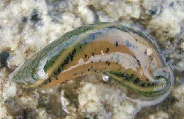 石斑魚孵化技術(shù)革新詳解，從入門到精通的孵化指南