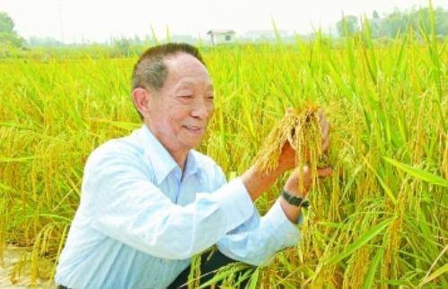 袁隆平最新科研進展揭秘，突破性進展引人矚目