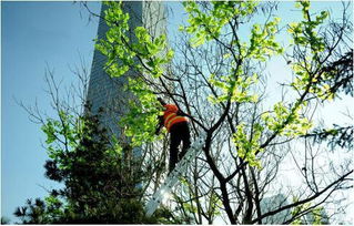 馬樹最新資訊，完成任務與學習新技能的詳細步驟指南