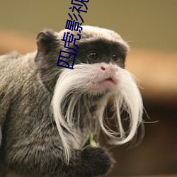 四虎影最新在線觀看，熱門影視的全新體驗(yàn)