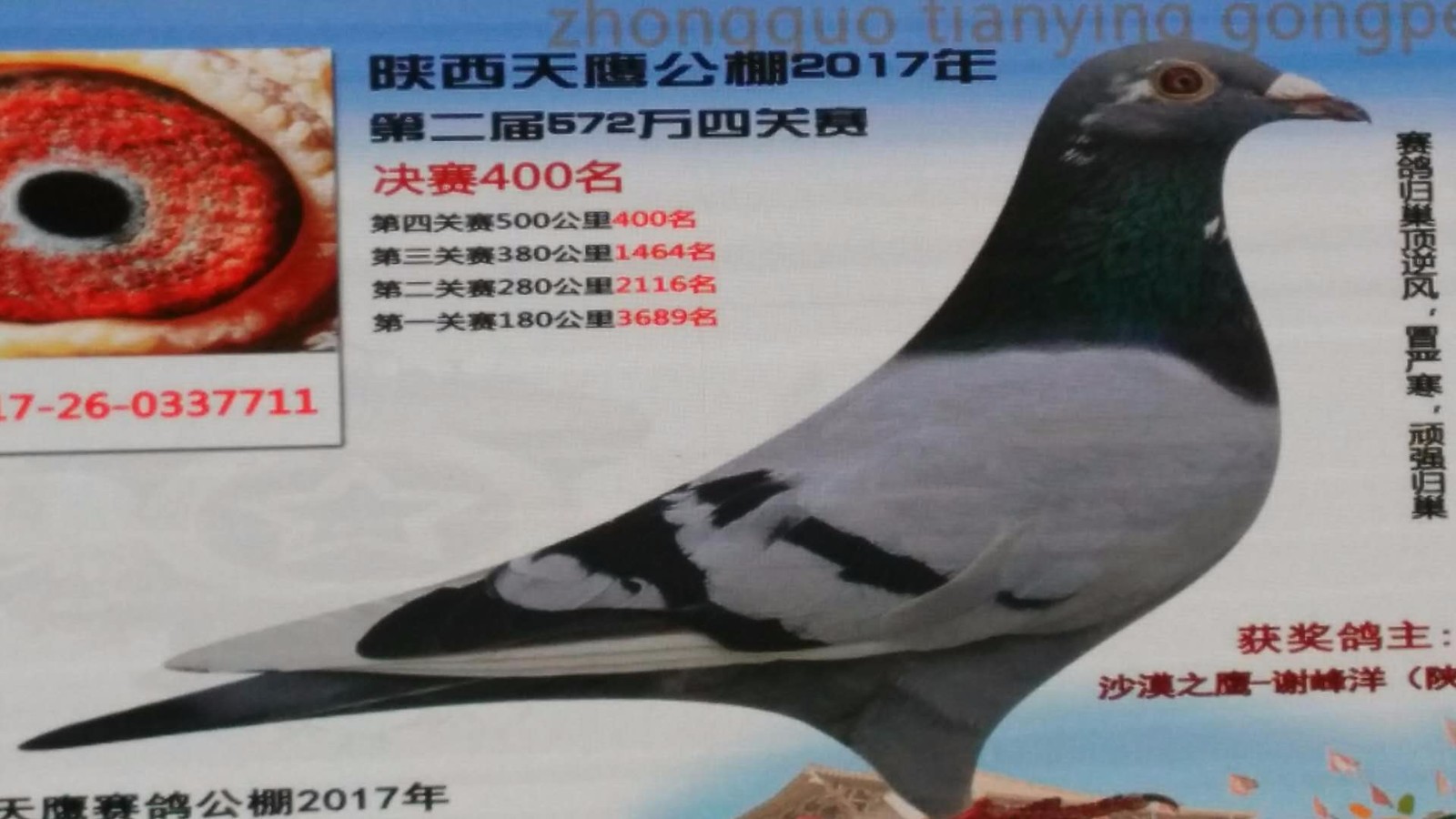 天鷹公棚歷程回顧，最新消息鑄就輝煌篇章