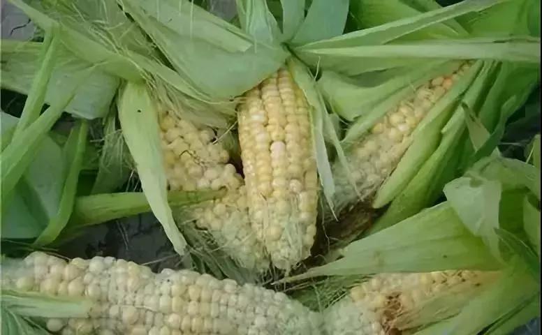 邢臺(tái)玉米最新價(jià)格與溫情故事