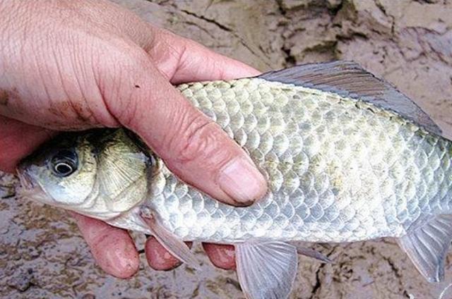 高科技智能魚探設(shè)備引領(lǐng)海洋探索新時代，最新魚訊速遞