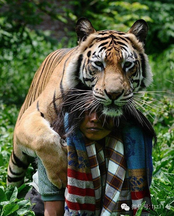 最新人與獸技能學(xué)習(xí)與實踐步驟指南，從理論到實操的全面指南