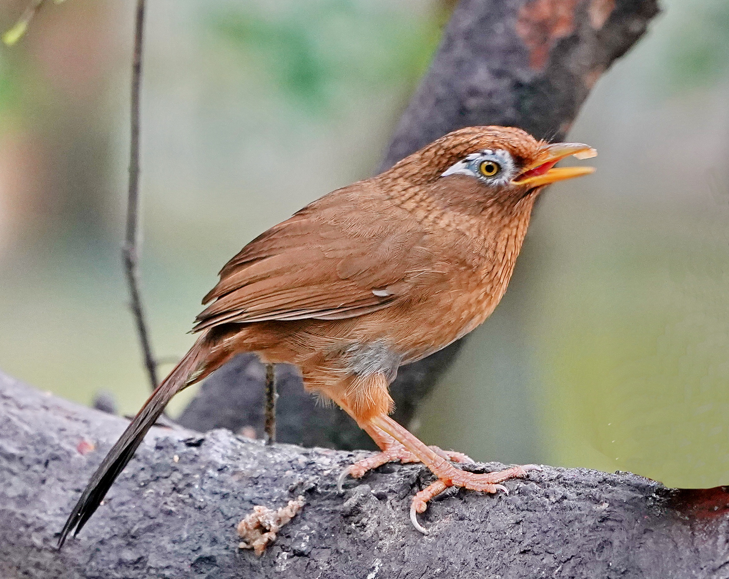 最新畫眉鳥(niǎo)，與自然美景的遨游，探尋內(nèi)心平和的旅程