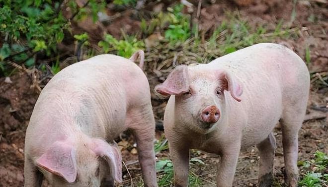 時代背景下的市場洞察，母豬價格最新行情分析